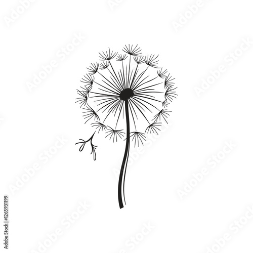 dandelion on white background