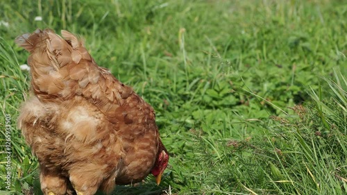 brown hens in a garden, roaming freely on the grass in a peaceful rural setting