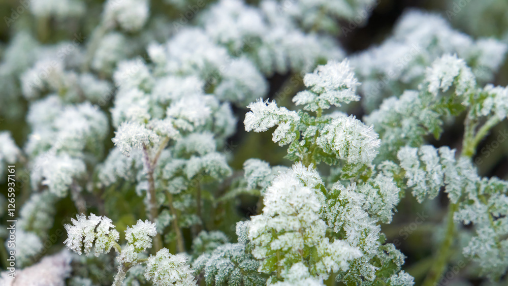 Beautiful natural background of green grass with frost needles. Beautiful natural background of green grass with frost needles.