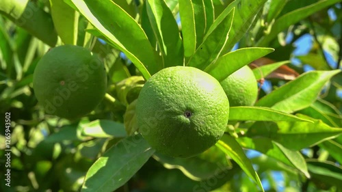 Wallpaper Mural Close up of limes growing on a tree in sunshine Torontodigital.ca