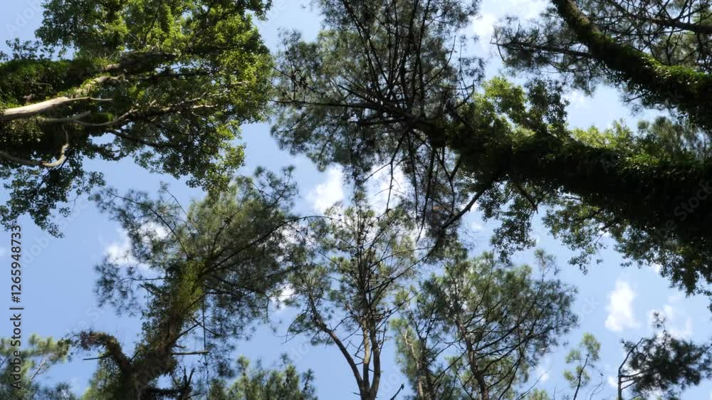 Camera slowly pans across a group of tall pine trees, capturing their majestic height and lush green foliage against a vibrant blue sky with fluffy white clouds Camera slowly pans across a group of tall pine trees, capturing their majestic height and lush green foliage against a vibrant blue sky with fluffy white clouds