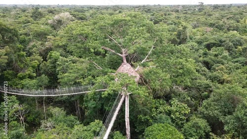 Puentes colgantes en arboles del amazonas
