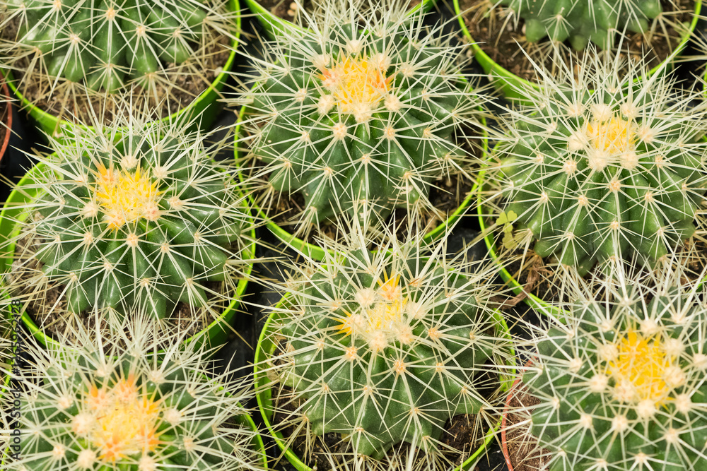 prickly ornamental plants and a variety of cactus photos prickly ornamental plants and a variety of cactus photos