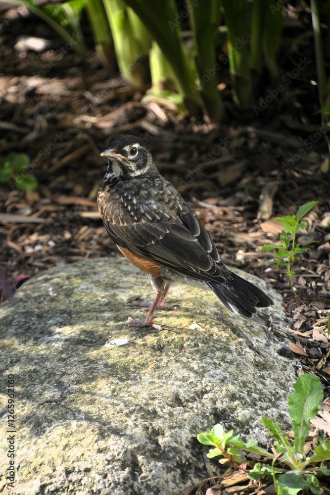 Obraz premium An American Robin rests in the garden in the warm spring sunshine.