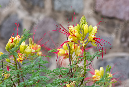 yellow and red colored garden flowers photos photo