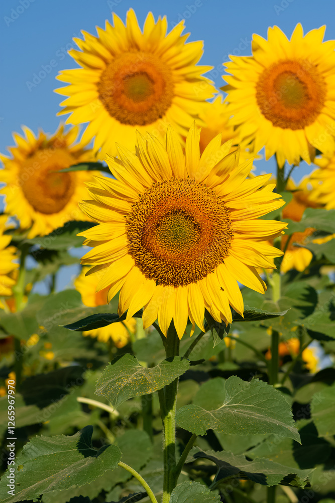yellow flowers, agricultural products. photos of sunflowers. yellow flowers, agricultural products. photos of sunflowers.