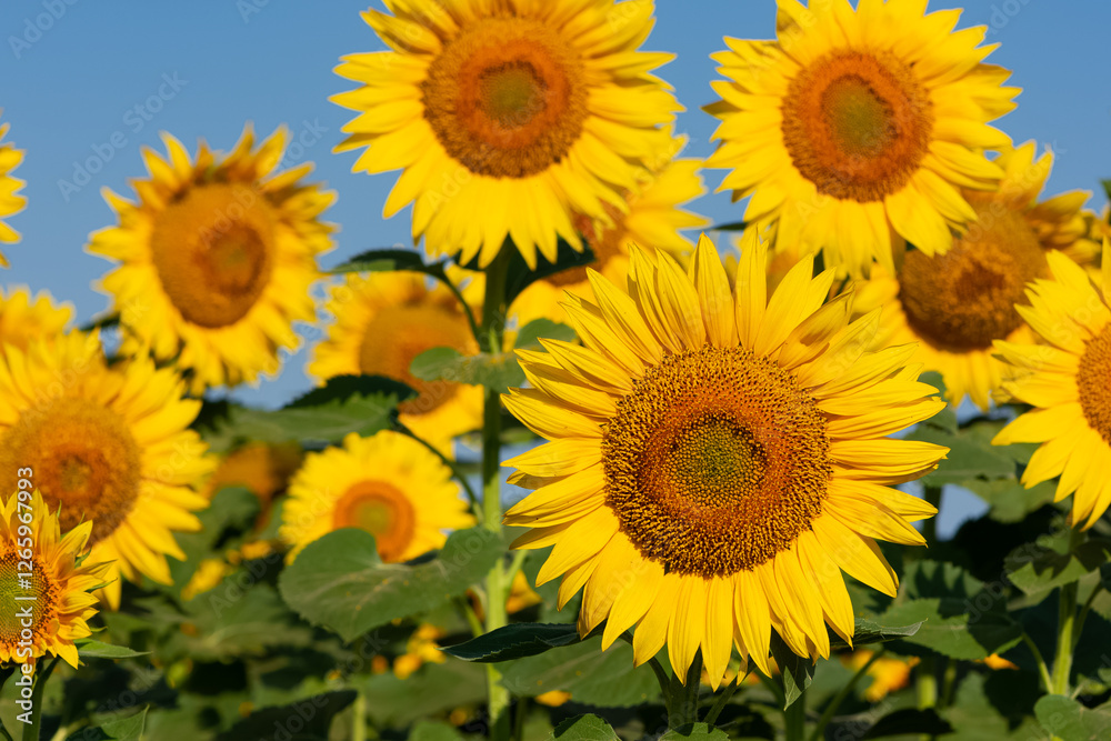 yellow flowers, agricultural products. photos of sunflowers. yellow flowers, agricultural products. photos of sunflowers.