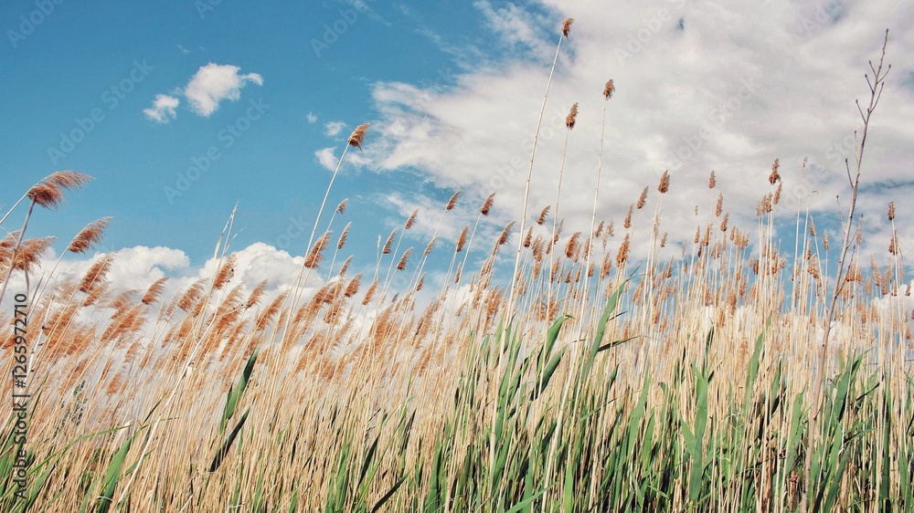 Obraz premium A view of a landscape