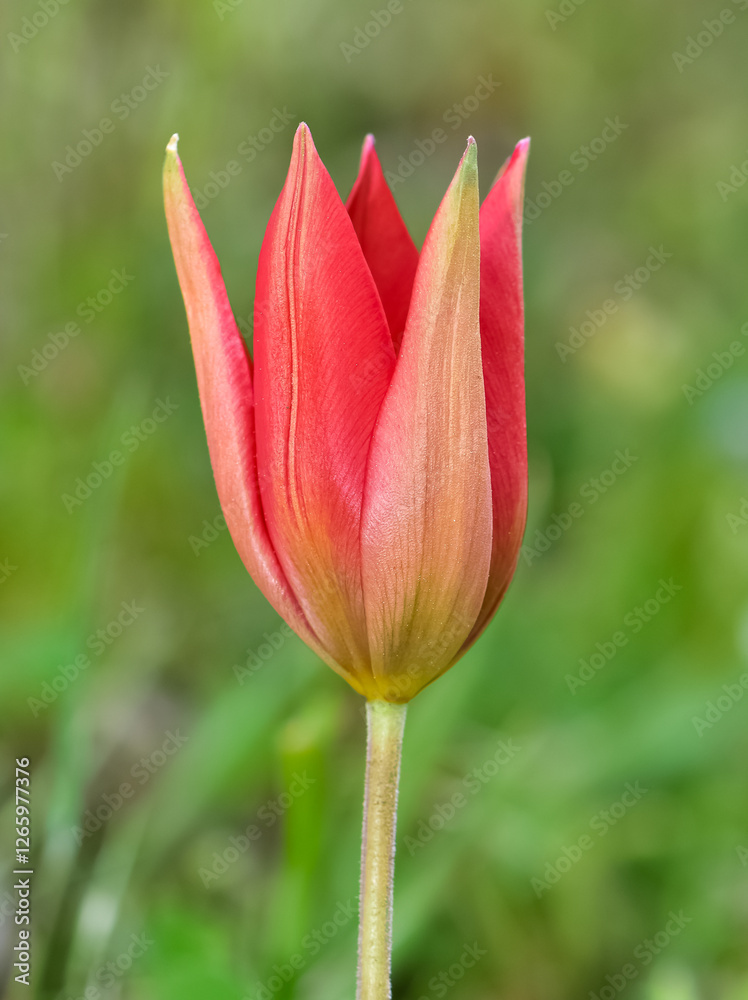 Images of wild plants and flowers. red wild tulip photos. Images of wild plants and flowers. red wild tulip photos.