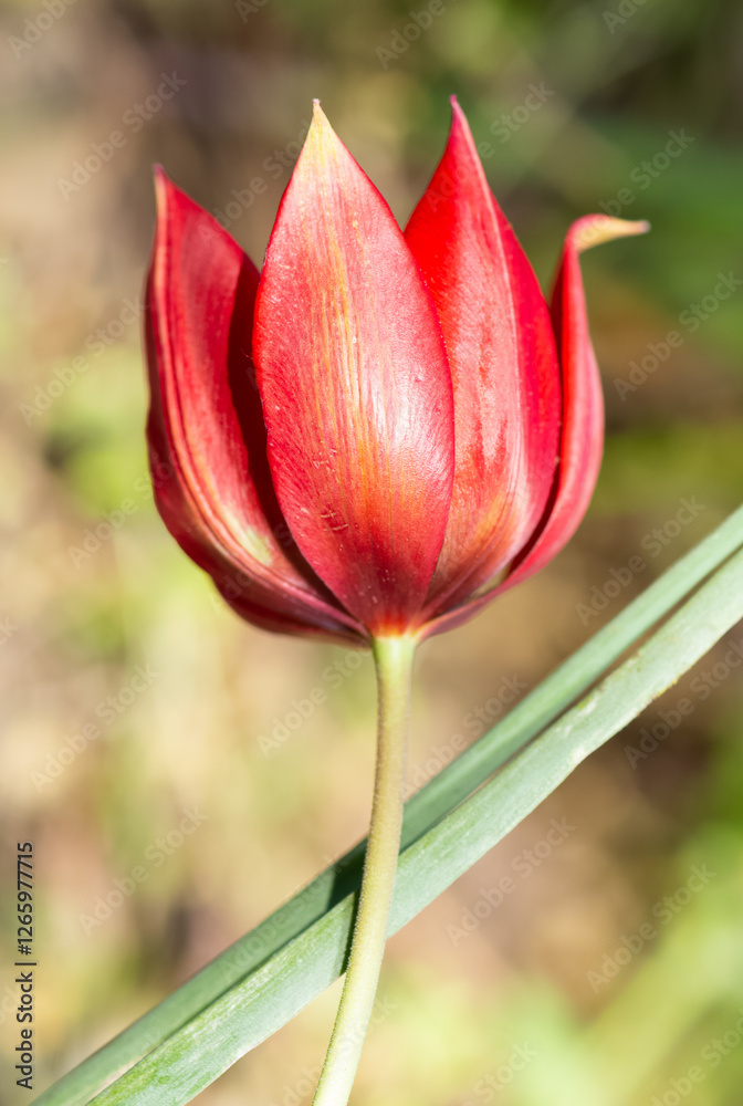 Images of wild plants and flowers. red wild tulip photos. Images of wild plants and flowers. red wild tulip photos.