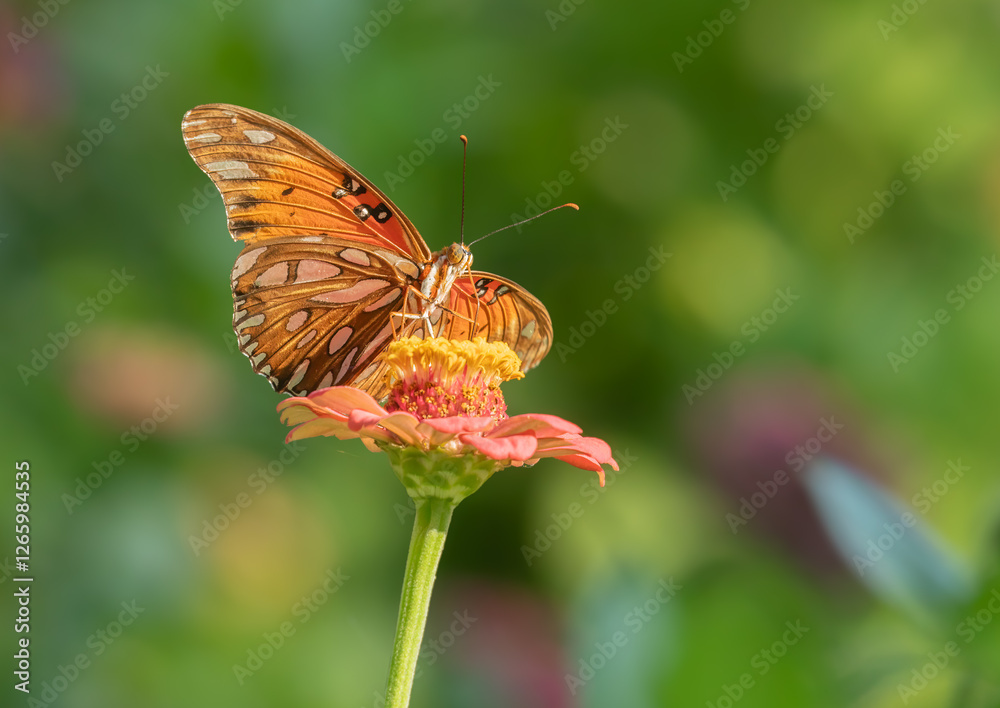 Fototapeta premium Gulf Fritillary on Zinnia