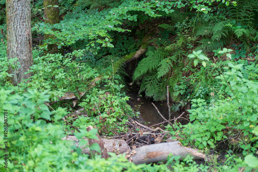 A small stream in the middle of a dense summer forest. A small stream in the middle of a dense summer forest.