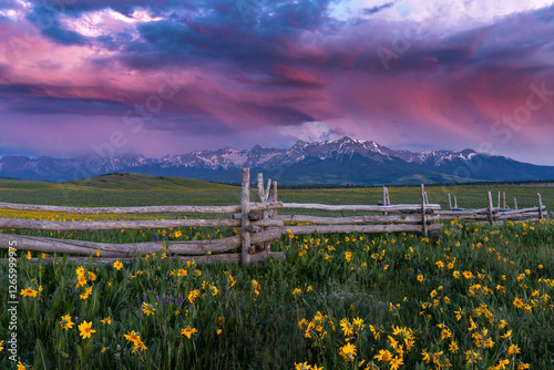 Lush field of wilflowers with snowy mountains and fence photo