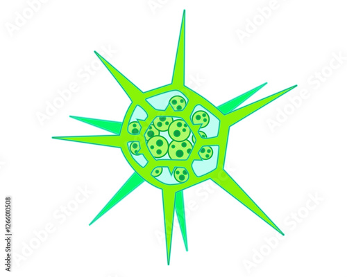 Dictyocha - microscopic unicellular plant - algae - vector full color illustration. The microorganism silicoflagellate living in sea water is plankton. Microbes, lower plants	