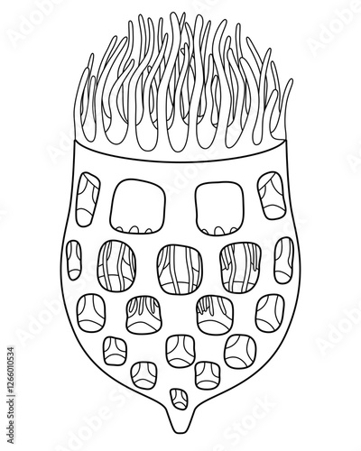 Fotografie Tintinnid ciliates - vector linear illustration for coloring, Tintinnid - unicellular eukaryotic ciliates