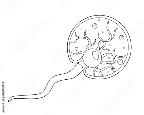 Noctiluca scintillans, sea sparkle animal - vector linear illustration for coloring. Outline. The species of free-living marine colorless dinoflagellates from the order Noctilucales is a unicellular	