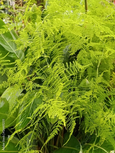 Vibrant green fern leaves with a lush background for botanical concept