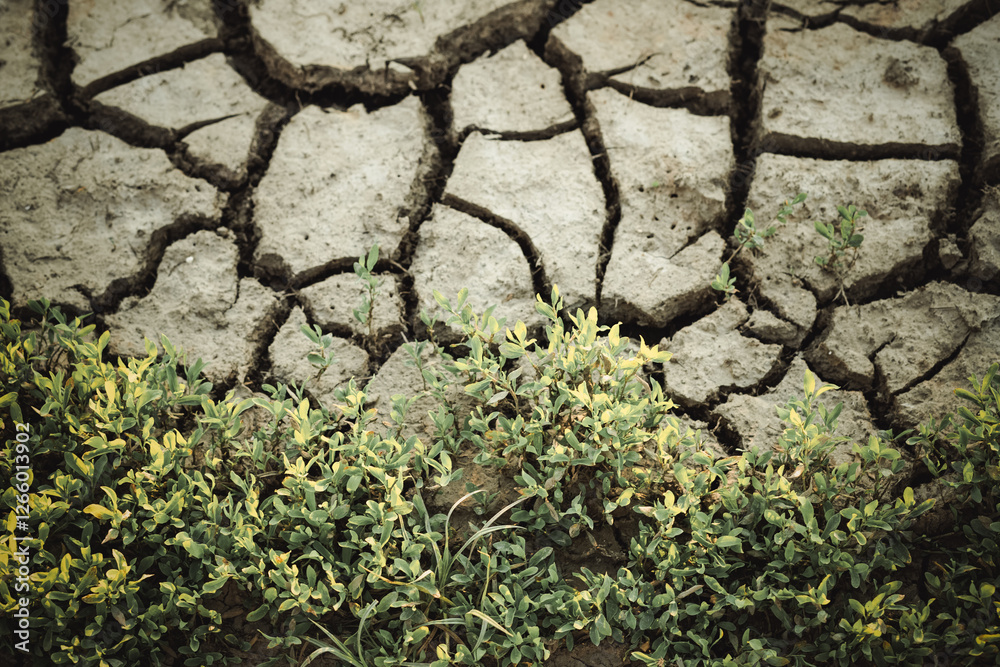 cracked dried earth background and growing green plants save planet Earth global warming