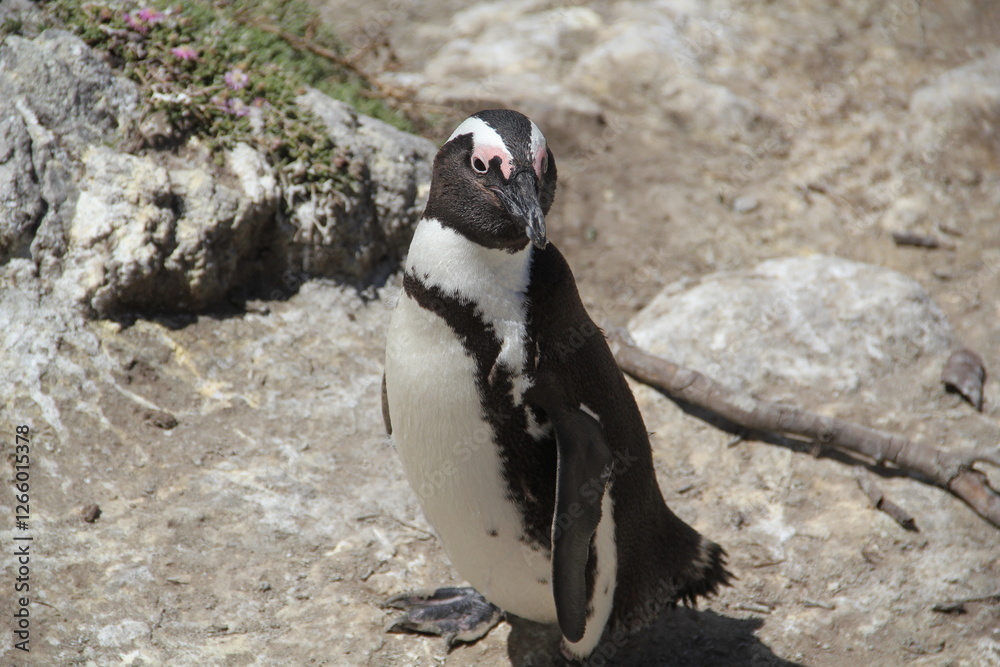 Fototapeta premium penguin on the rocks