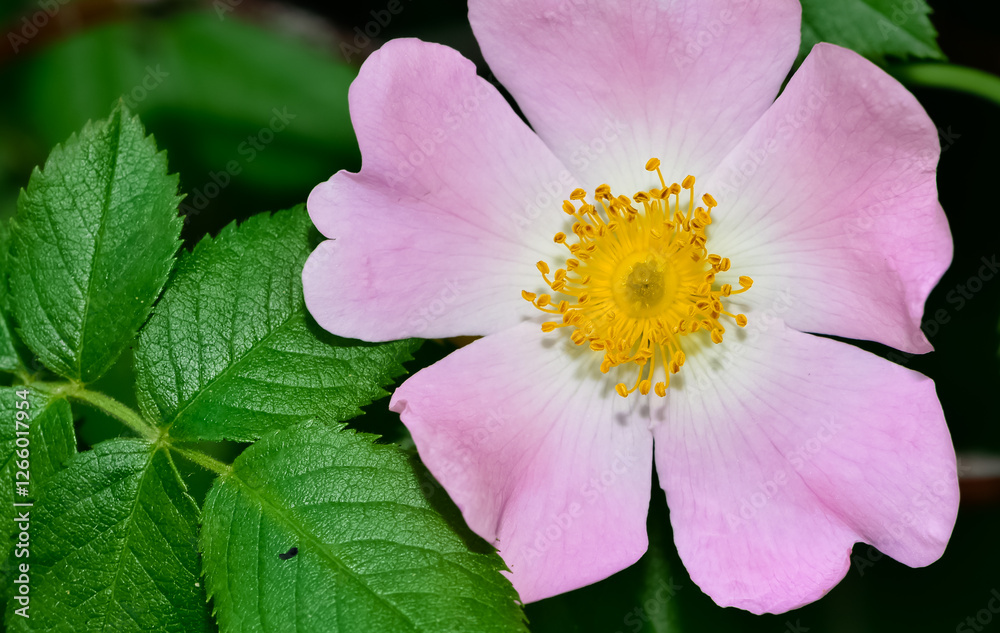 Natural flowers growing in rural areas. rosehip flower photos.