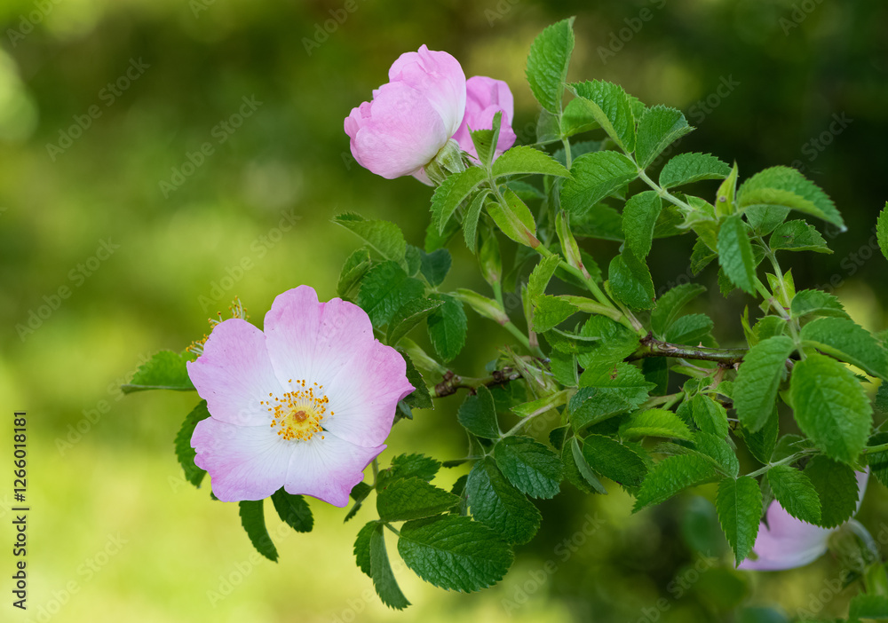 Natural flowers growing in rural areas. rosehip flower photos. Natural flowers growing in rural areas. rosehip flower photos.