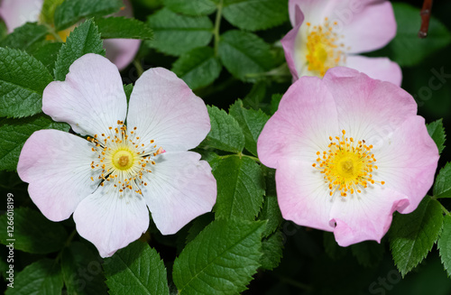 Natural flowers growing in rural areas. rosehip flower photos. photo