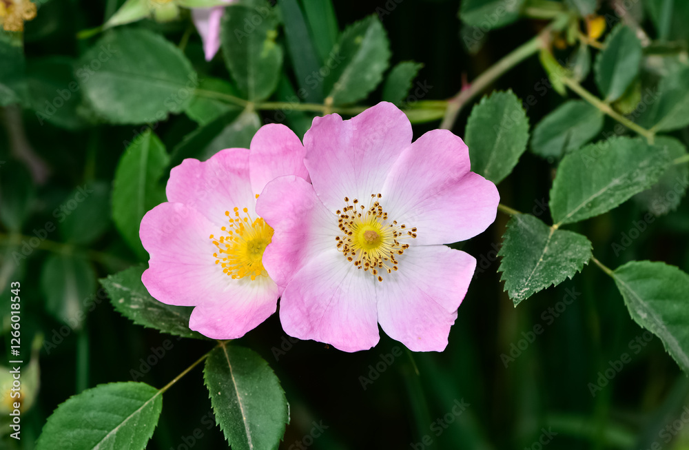 Natural flowers growing in rural areas. rosehip flower photos. Natural flowers growing in rural areas. rosehip flower photos.