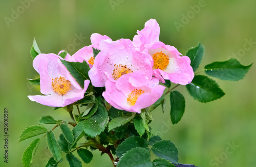 Natural flowers growing in rural areas. rosehip flower photos. photo