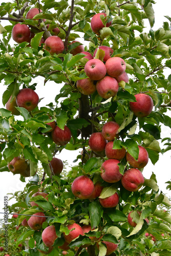 Apfel,  Malus domestica, Braeburn