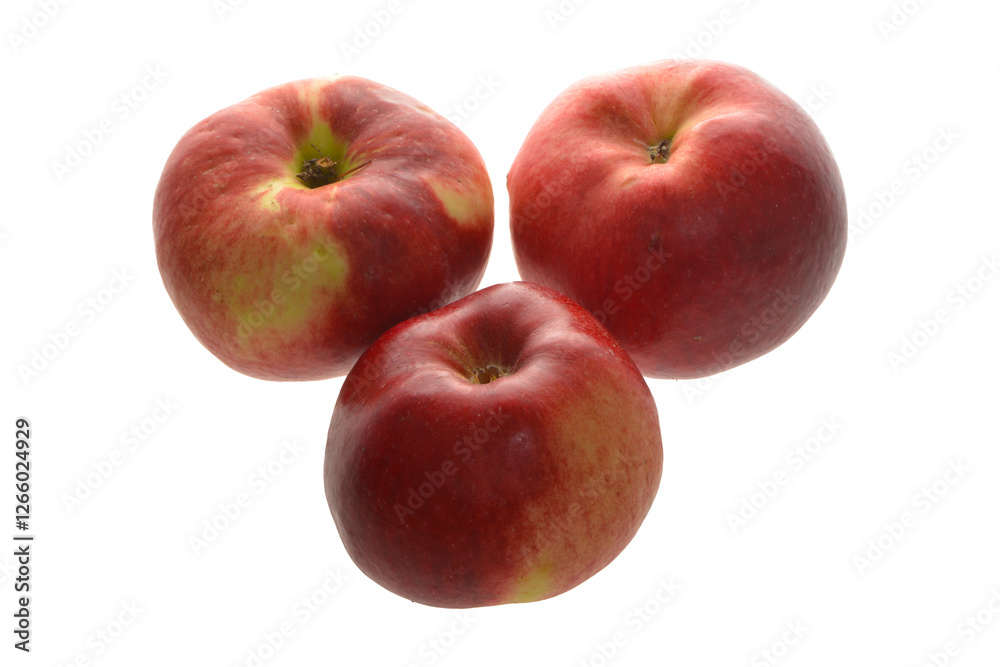 Apfel, Malus domestica, Peasgoods Sondergleichen Apfel, Malus domestica, Peasgoods Sondergleichen