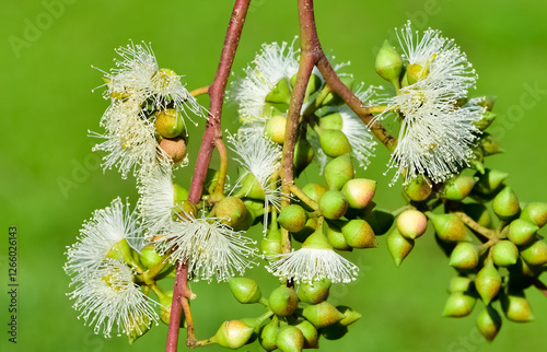 natural plants and flowers. Photos of eucalyptus tree flowers and seeds.