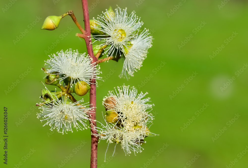 Fototapeta premium natural plants and flowers. Photos of eucalyptus tree flowers and seeds.