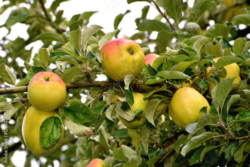 Apfel,  Malus domestica, Uhlhorns Augustkalville photo