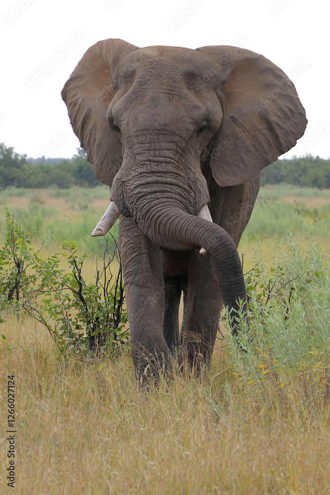 Obraz premium Afrikanischer Elefant / African elephant / Loxodonta africana