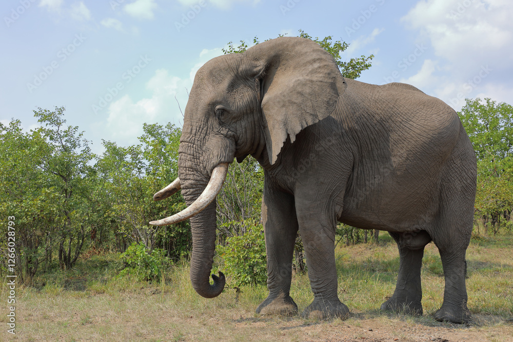 Fototapeta premium Afrikanischer Elefant / African elephant / Loxodonta africana