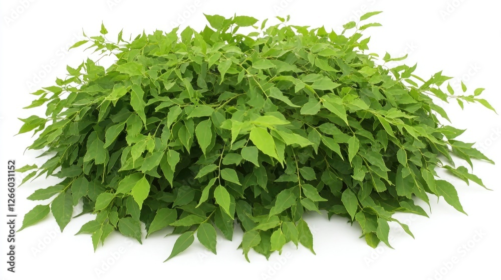 Obraz premium A flourishing neem tree with dense green foliage, presented on a white background. No people, no text.