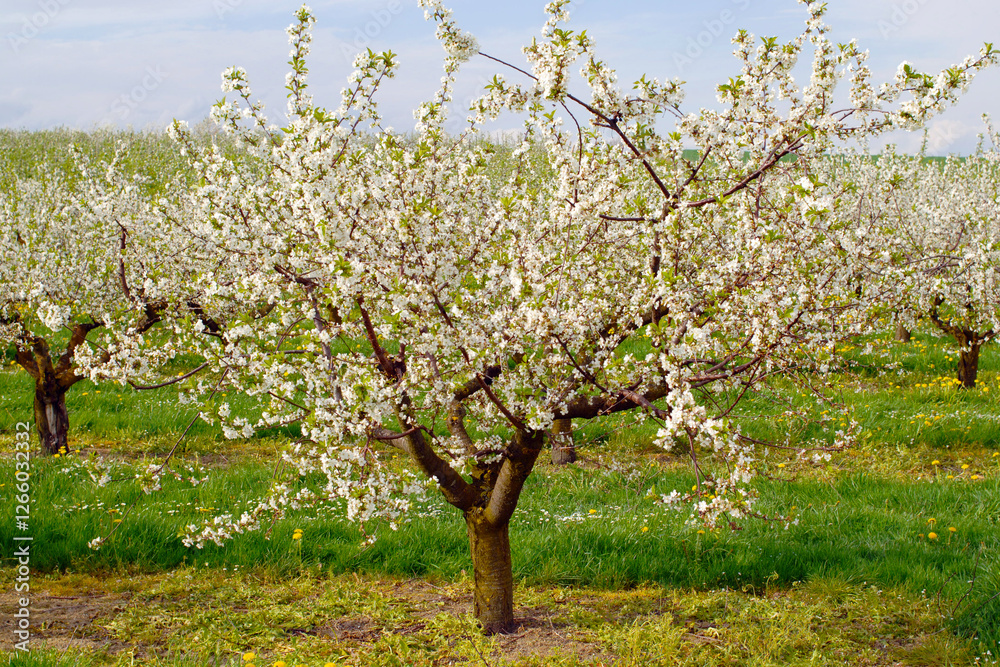 Sauerkirsche, Weichselkirsche, Prunus cerasus Sauerkirsche, Weichselkirsche, Prunus cerasus