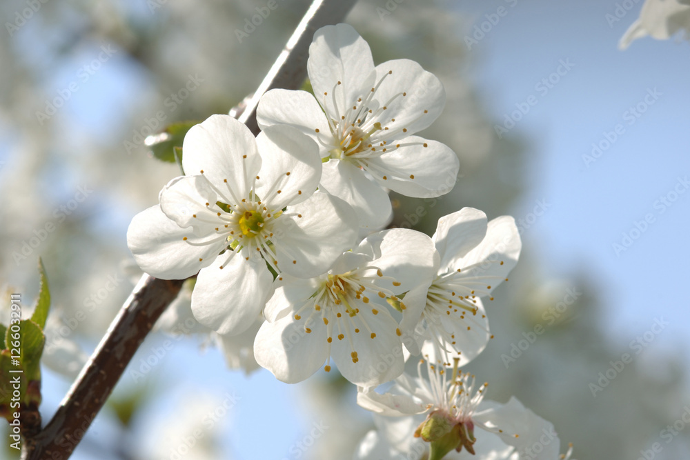 Sauerkirsche, Weichselkirsche, Prunus cerasus Sauerkirsche, Weichselkirsche, Prunus cerasus