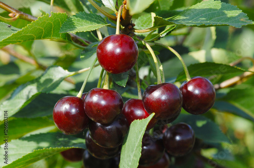 Sauerkirsche,  Weichselkirsche, Prunus cerasus