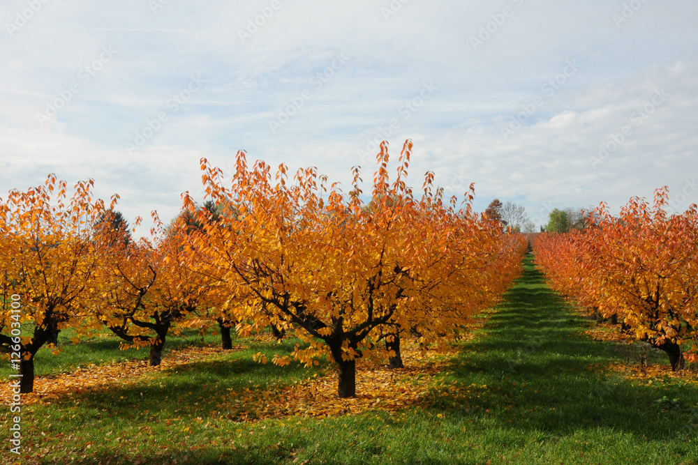 Sauerkirsche, Weichselkirsche, Prunus cerasus Sauerkirsche, Weichselkirsche, Prunus cerasus