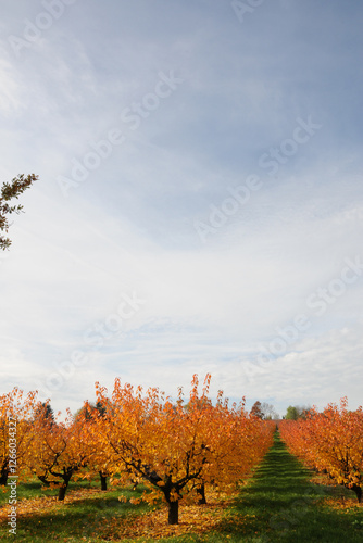 Sauerkirsche,  Weichselkirsche, Prunus cerasus photo