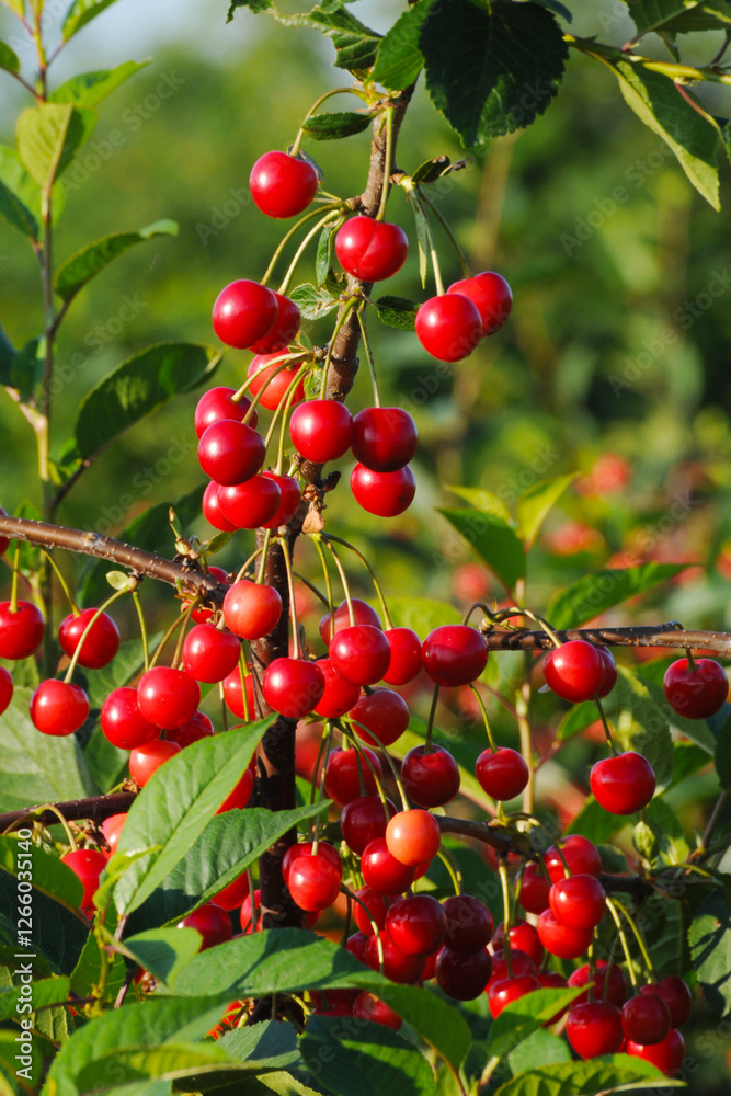 Sauerkirsche, Weichselkirsche, Prunus cerasus Sauerkirsche, Weichselkirsche, Prunus cerasus