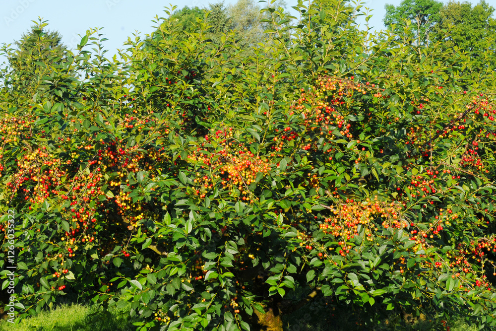 Sauerkirsche, Weichselkirsche, Prunus cerasus Sauerkirsche, Weichselkirsche, Prunus cerasus