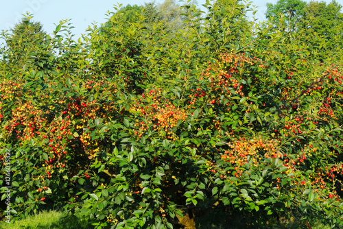 Sauerkirsche,  Weichselkirsche, Prunus cerasus photo