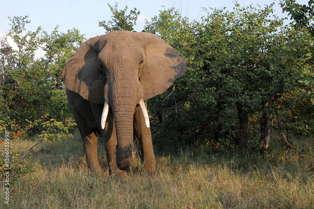 Fototapeta premium Afrikanischer Elefant / African elephant / Loxodonta africana