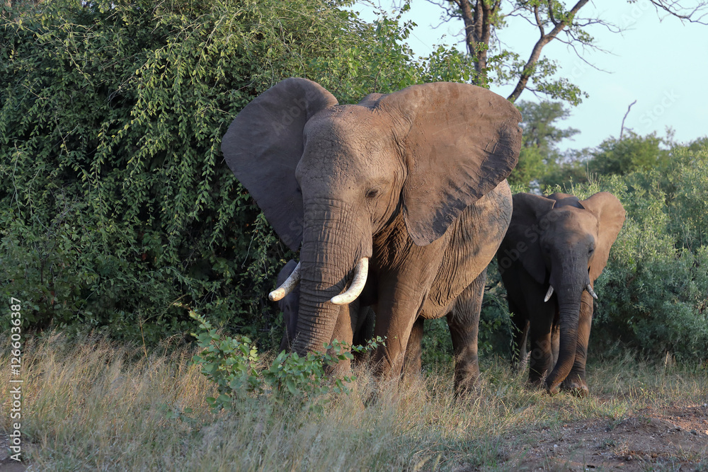 Fototapeta premium Afrikanischer Elefant / African elephant / Loxodonta africana