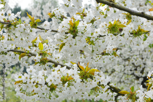 Süßkirsche,  prunus avium,  Blüte photo