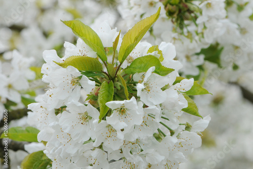 Süßkirsche,  prunus avium,  Blüte photo