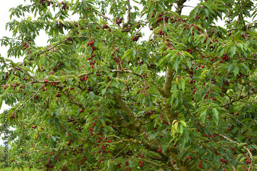 Süßkirsche,  prunus avium photo