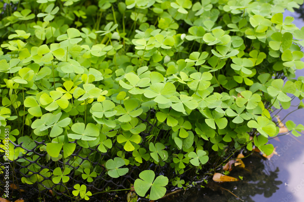Marsilea crenata water plant in pond. Beautiful green leaves Marsilea crenata water plant in pond. Beautiful green leaves